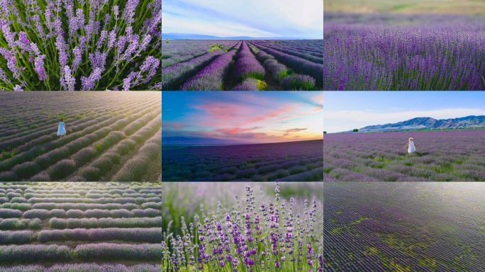 新疆天山花海薰衣草美女奔跑