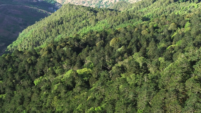 高山冷杉林铁杉森林