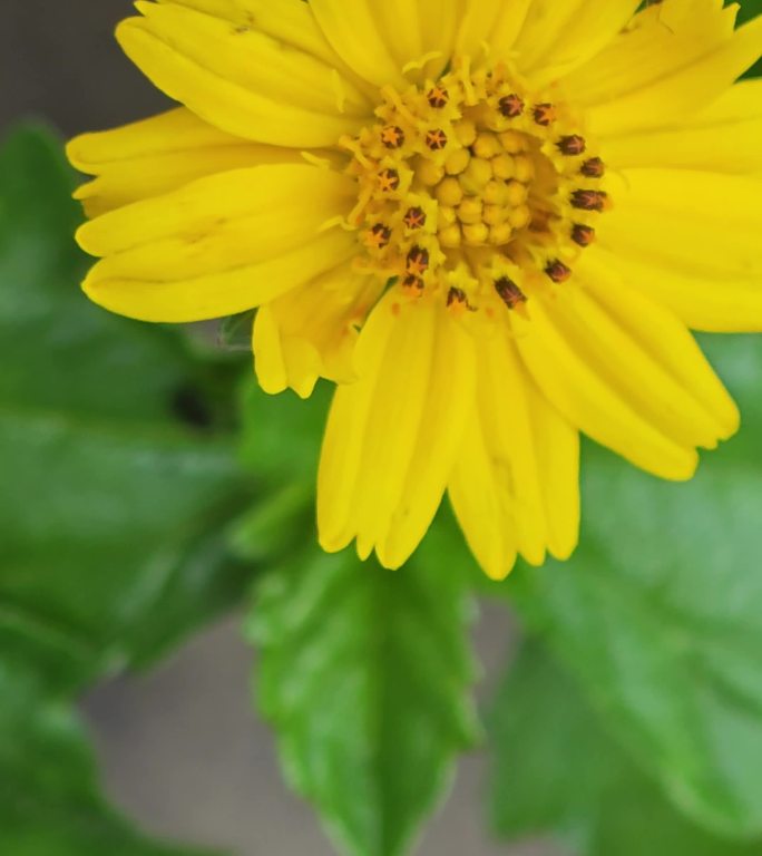 花与蚂蚁