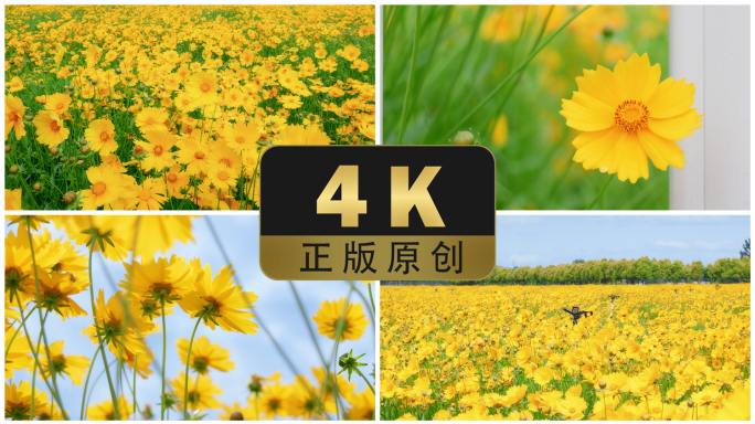 4K阳光下菊花金鸡菊蜜蜂唯美空镜头小清新