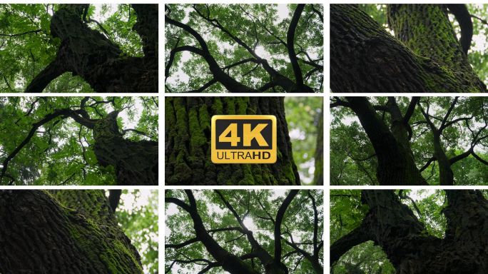 4K阳光大树青苔古树原始森林