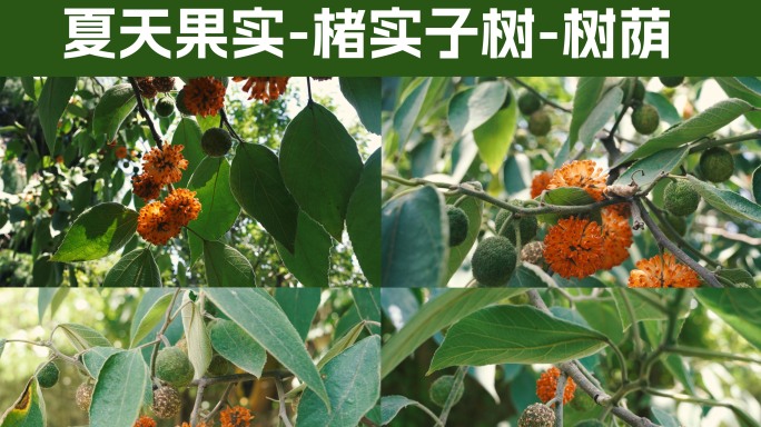 夏天的果实-楮实子树-树荫婆娑mp4包
