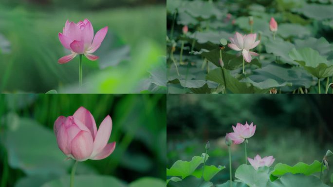 荷花荷塘特写【合集】