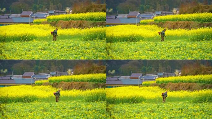 贵州遵义春天油菜花地里喷洒农药的村名