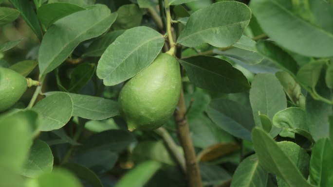 香水柠檬 青柠