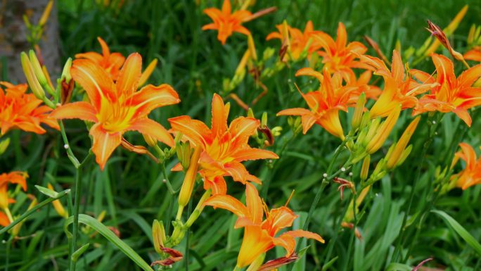 萱草 金针菜 黄花菜 忘忧草