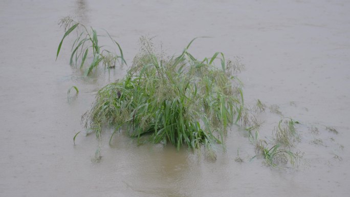 浏阳河水位上涨