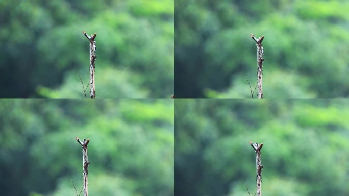 星头啄木鸟在枯树枝找虫