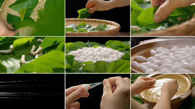 采桑 桑叶 蚕茧缫丝 蚕丝