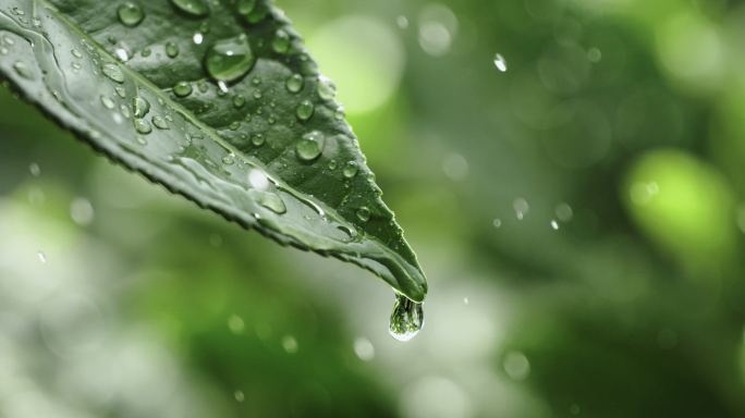 茶 茶滴 水滴 茶叶 意境茶文化 一滴茶