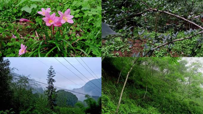 山野农村大山生态山地黄柏树林