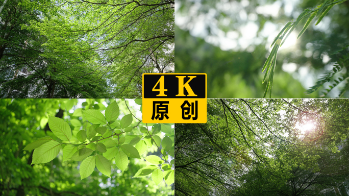 小区园林景观树叶光斑绿化街道校园一角