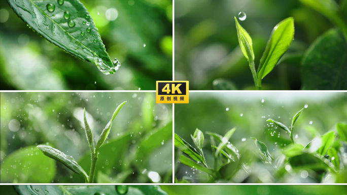 茶茶叶茶园茶田茶山 嫩叶嫩芽细雨雨水绿植