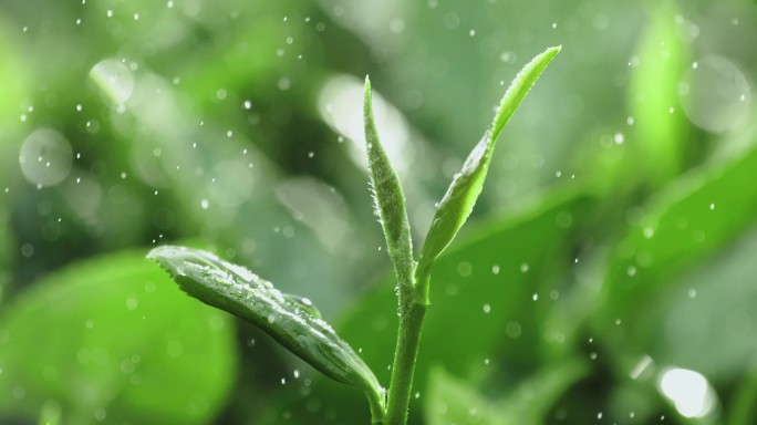 茶茶叶茶园茶田茶山 嫩叶嫩芽细雨雨水绿植