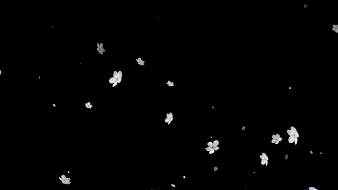 梨花向上飘