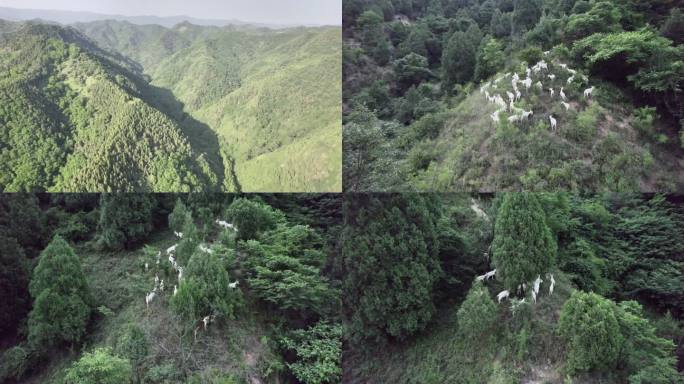 八百里秦川——秦岭奶山羊 航拍