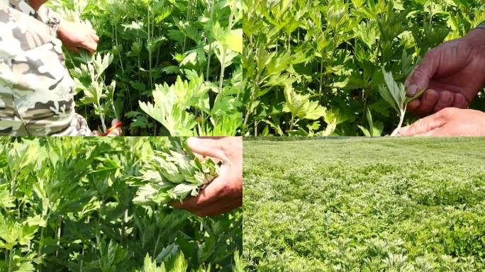 艾草 艾草采摘 割艾草