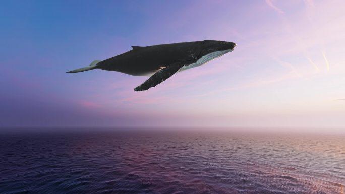 鲸鱼海面飞过 鲸鱼水面 鲸鱼空中飞