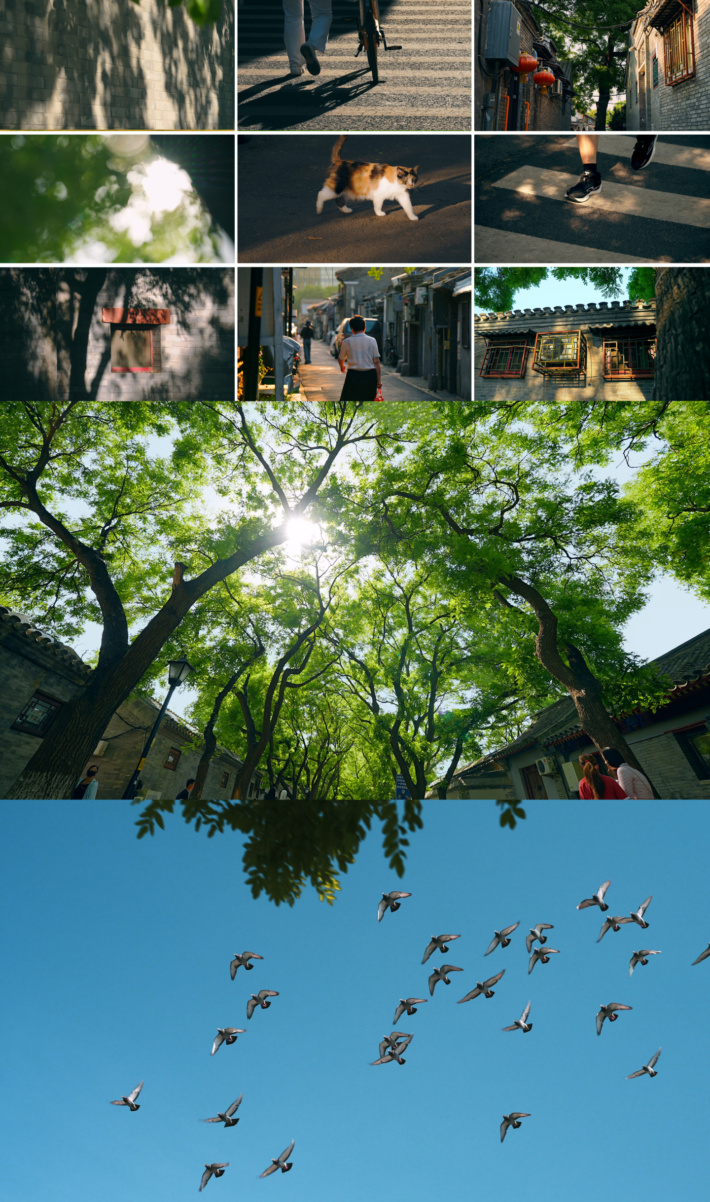 老街小巷树叶光影胡同