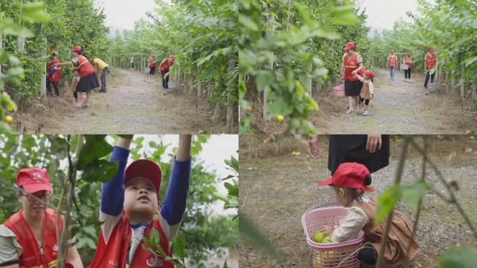 志愿者帮助果农摘水果