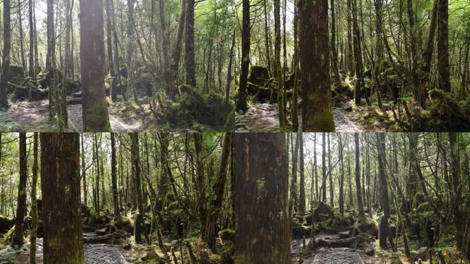 中国台湾太平山森林游憩区内长满苔藓和灌木的森林小径。