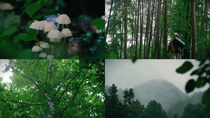 森林探险治愈素材