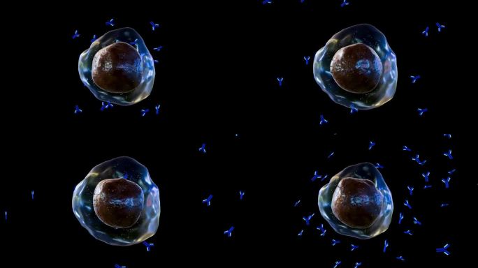 B细胞产生的抗体分子与细菌结合