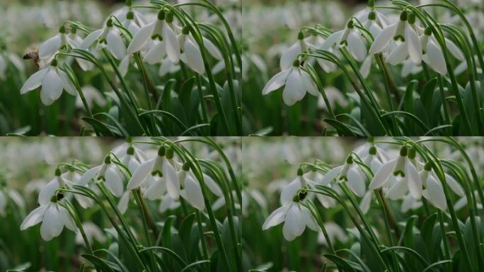 早春森林中蜜蜂授粉的雪花莲。雪花莲，花，春天。慢动作