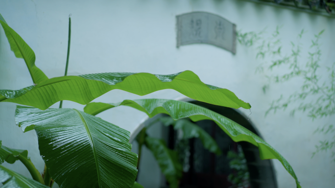 雨打芭蕉梅雨水惊蛰谷雨初夏园林江南水乡
