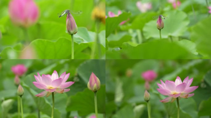 【荷花蜻蜓】蜻蜓立荷