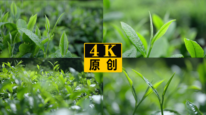 新鲜茶叶雨水雨滴嫩芽特写 4K