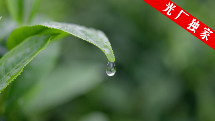 新鲜茶叶雨水雨滴嫩芽特写 4K