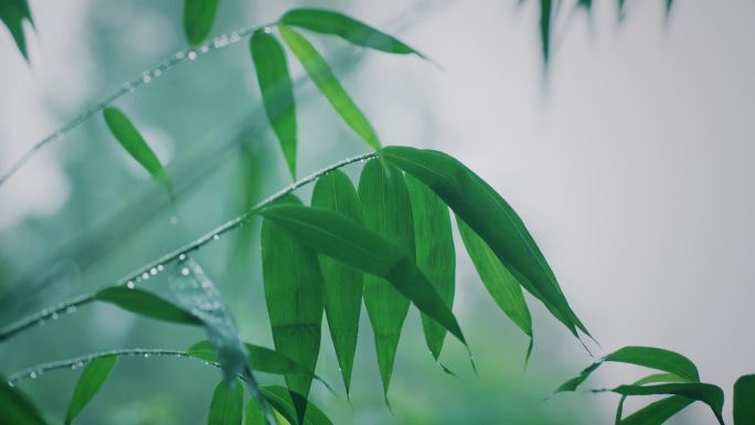 4K雨中的竹子 夏日雨中翠竹 禅意下雨天