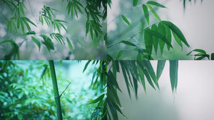 4K雨中的竹子 夏日雨中翠竹 禅意下雨天