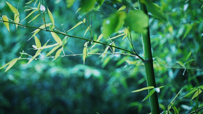 4K梦幻雨中的竹子