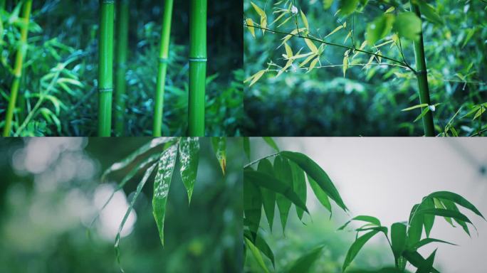 4K梦幻雨中的竹子