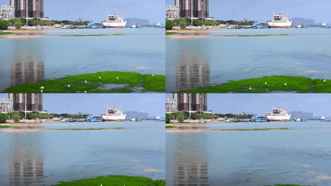 湛江霞山湿地红嘴鸥过冬