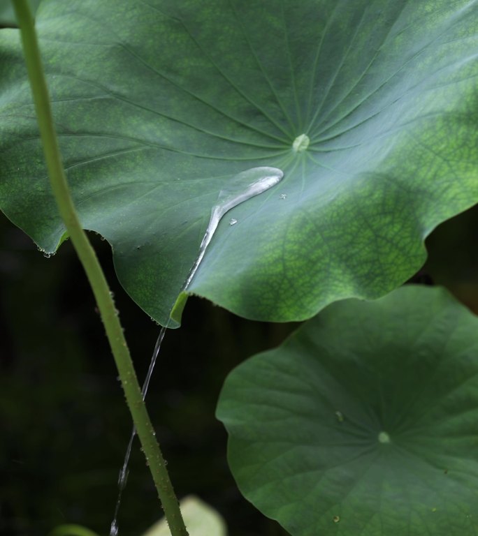 （慢镜）水珠从荷叶上滑落