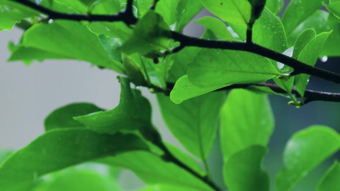 梅雨季节 下雨 水珠