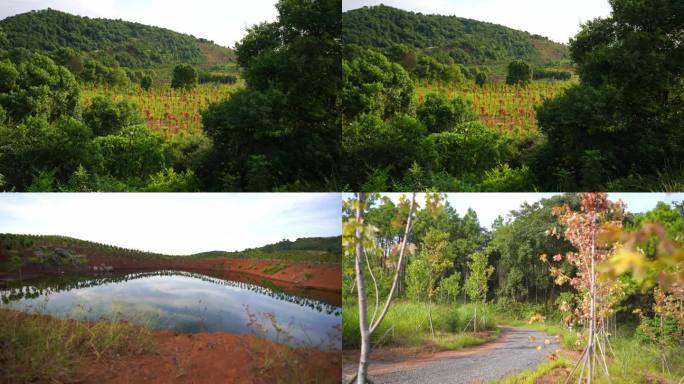 永州零陵矿区改善生态种植树木治理矿区3