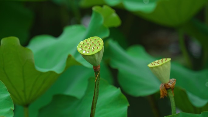 夏日荷花 雨中荷花