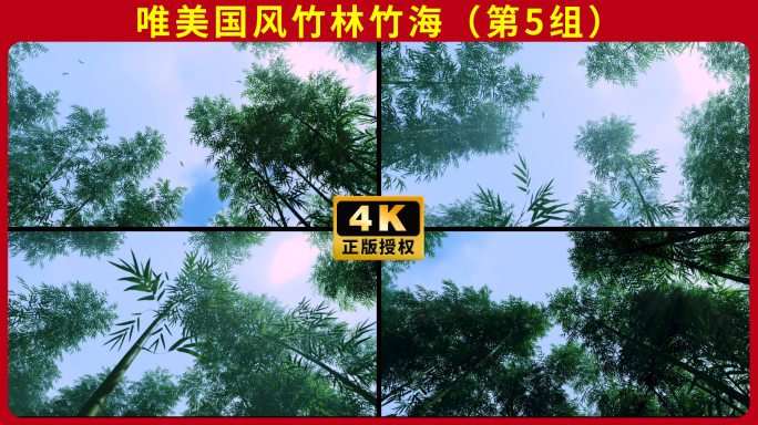 唯美竹林阳光竹海云雾舞蹈江南唯美视频素材