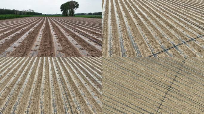 农田覆膜 农业地膜 地膜回收 膜下滴灌