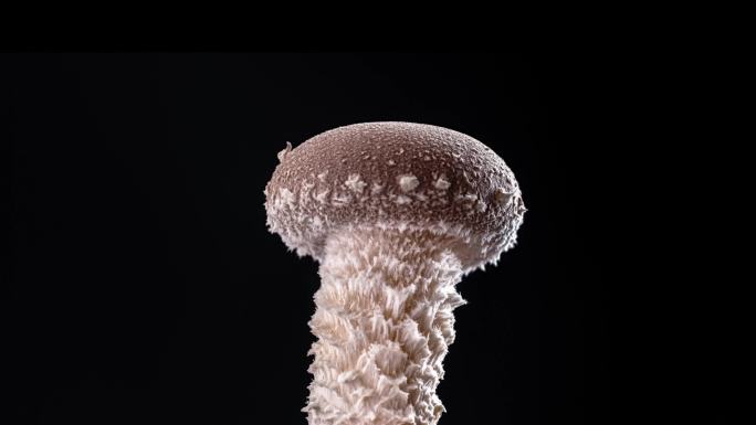 香菇 蘑菇 香菇种植 蘑菇生长延时