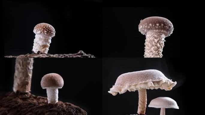 香菇 蘑菇 香菇种植 蘑菇生长延时