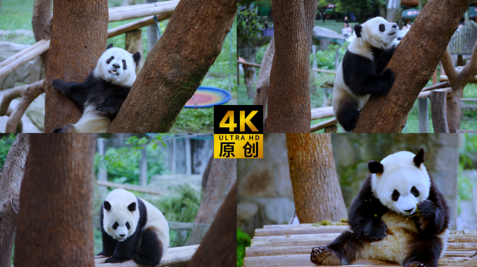 熊猫国宝渝可渝爱