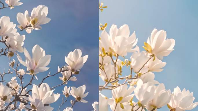 玉兰花唯美空镜头白玉兰竖屏