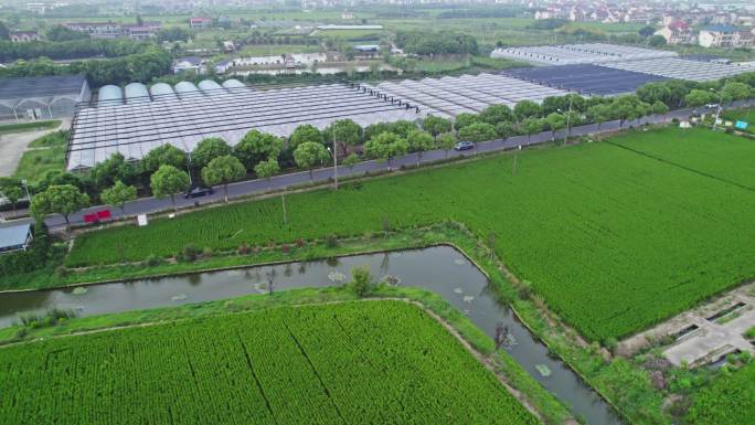 上海南汇惠南镇稻田