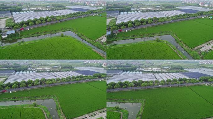 上海南汇惠南镇稻田