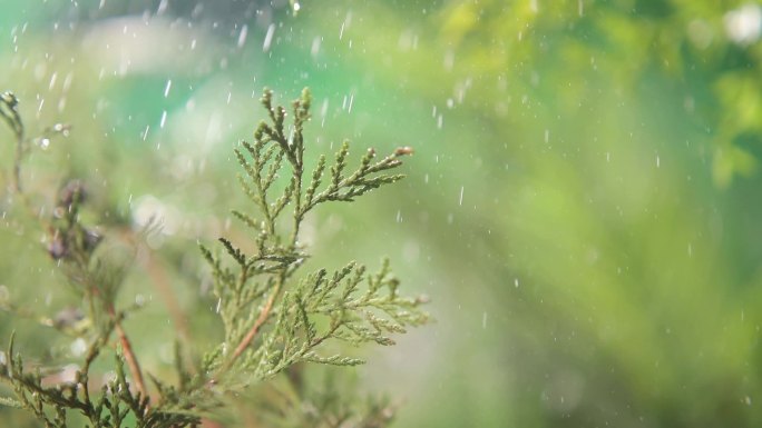 侧柏叶空镜绿色植物下雨清新唯美大自然雨林